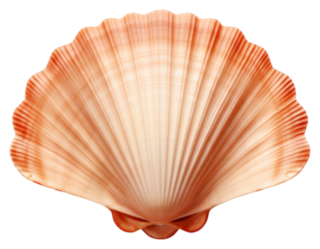 PNG Scallop Shell seashell seafood clam.