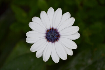 Fototapeta premium Beautiful white flower in garden 