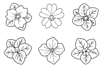 Nasturtium line art illustration Design Concepts