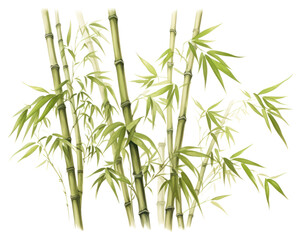 Fototapeta premium PNG Chinese bamboo plant white background freshness.
