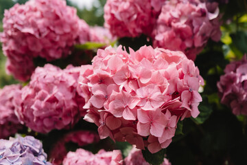 Garden flowers beautiful hydrangea 