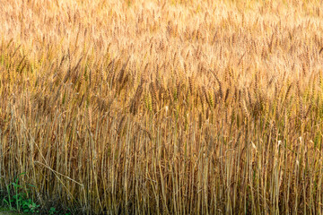 北海道 十勝の広大な農場
