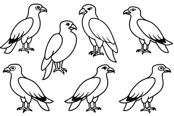Osprey bird line art illustration