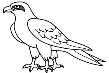 Osprey bird line art illustration