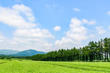 北海道 十勝の広大な農場
