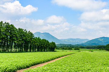 Naklejka premium 北海道 十勝の広大な農場 