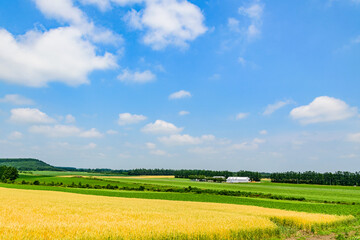 北海道 十勝の広大な農場
