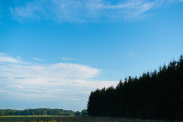 landscape with trees