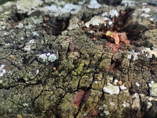 Tree bark texture. Tree bark texture taken during the day