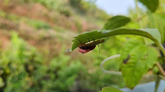 Macro shot of a tiny red insect, Antilochus conqueberti, eating its prey on leaf
