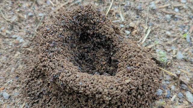 Macro view of a swarm of black ants together building a colony by digging soil