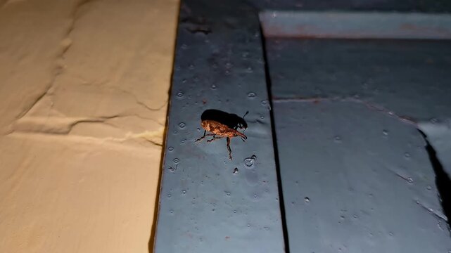 A macro view of Anthonomus pomorum or the apple blossom weevil perched on wall at night