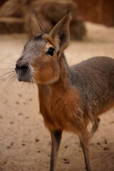 Obraz premium Dolichotis patagonum at the zoo