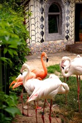 pink flamingo in zoo