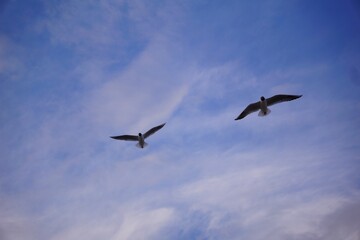 seagulls in flight