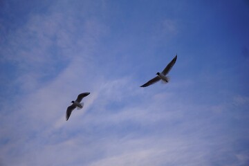 Naklejka premium birds in flight