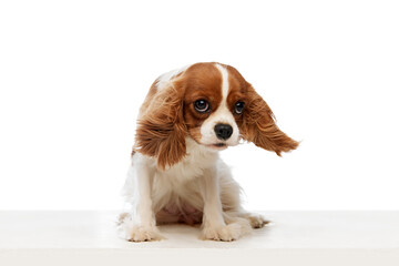 Funny dog. Adorable cute purebred dog, Cavalier King Charles Spaniel sitting with pity muzzle and sad look isolated on white background. Concept of pets, care, vet, domestic animals. Copy scape for ad