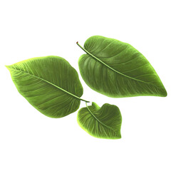 Obraz premium Fresh green leaves.