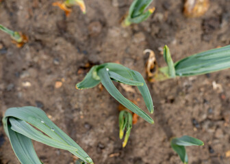 Garlic crop in the field. High angle view with selective focus on plants.