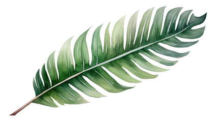 Fototapeta premium PNG Plant leaf nature frond.
