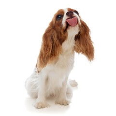 Funny, adorable purebred dog, Cavalier King Charles Spaniel sitting and licking with tongue...