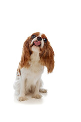 Funny, adorable purebred dog, Cavalier King Charles Spaniel sitting and licking with tongue sticking out isolated on white background. Concept of pets, care, vet, domestic animals. Copy scape for ad