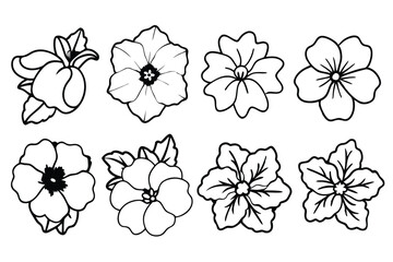 Petunia line art illustration Design Concepts