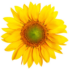 Obraz premium Yellow sunflower on empty background