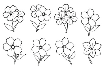 Phlox line art illustration Design Concepts