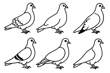 Fototapeta premium Pigeon bird line art illustration
