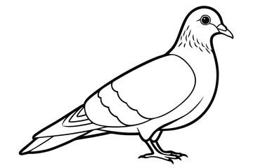 Pigeon bird line art illustration