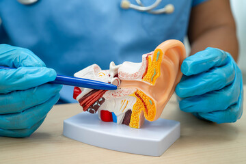 Asian doctor with ear human model to learn and treat hearing loss in patient.