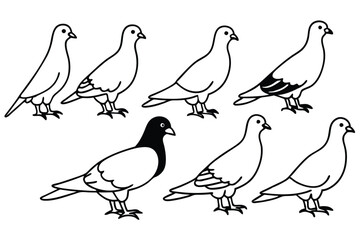 Pigeon bird line art illustration