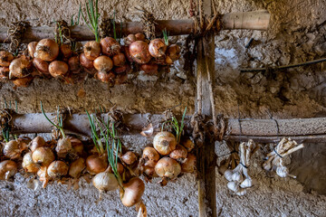 A row of onions and garlic hanging on wooden beams in a rustic kitchen setting, with visible soil walls and vibrant green onion stalks emerging from bulbs.