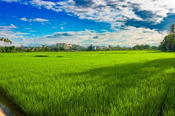 Green leaves and lush foliage