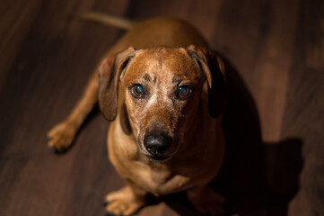 close up of a brown dachshund dog at home, portrait of a brown dachshund