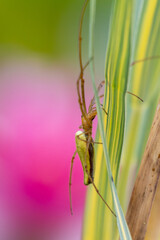 close-up macro photography of yellow sac spider,  lat. 