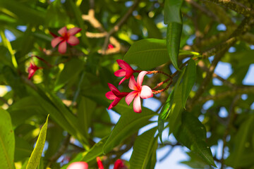 Obraz premium blooming flowers exuded a tranquil and verdant atmosphere.