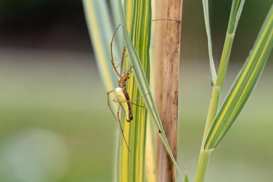 close-up macro photography of yellow sac spider,  lat. "cheiracanthium punctorium"
