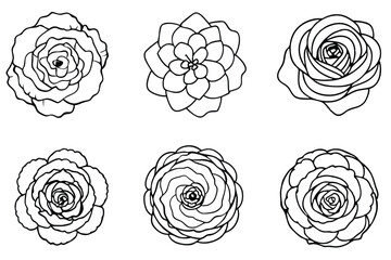 Ranunculus line art illustration Design Concepts