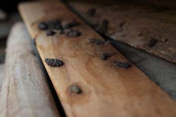 Rat droppings around the house. Rat droppings are a source of disease