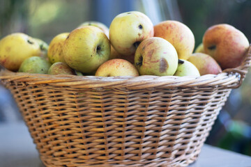 Close up of wicker rustic basket filled with freshly picked apples. Ideal for autumn harvest, organic produce, healthy eating, farm-to-table concepts, food blogs, nutrition articles. Selective focus