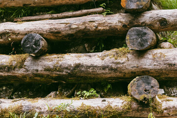 stacked logs covered with moss and vines, among which green vegetation makes its way. The photograph conveys a sense of the natural process of decomposition and restoration, emphasizing the cyclical n