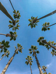 A group of tall palm trees reaches toward a clear blue sky in a tropical setting