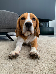 trzyletni pies rasy beagle leżący na dywanie w salonie