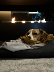 beagle odpoczywający przy kominku