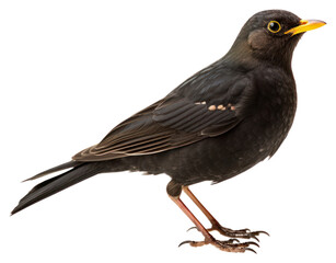 PNG North blackbird turdus merula animal beak white background.