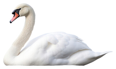PNG Swan bird animal white.