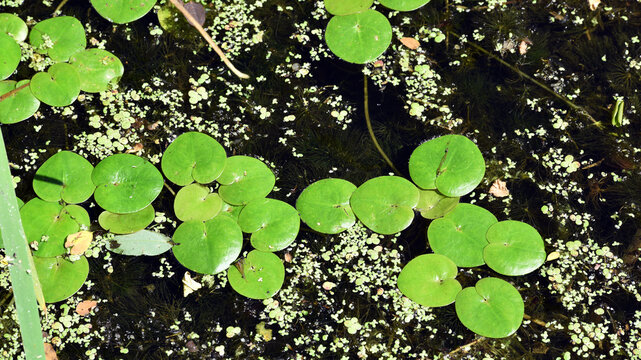 Hydrocharis morsus-ranae. photo, on Water Surface with Green Leaves. in the lake, river or swamp, nature photo, close-up. Lemna and round leaves, natural background