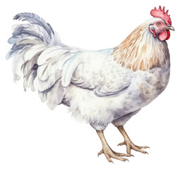 Fototapeta premium PNG Chicken poultry animal bird.
